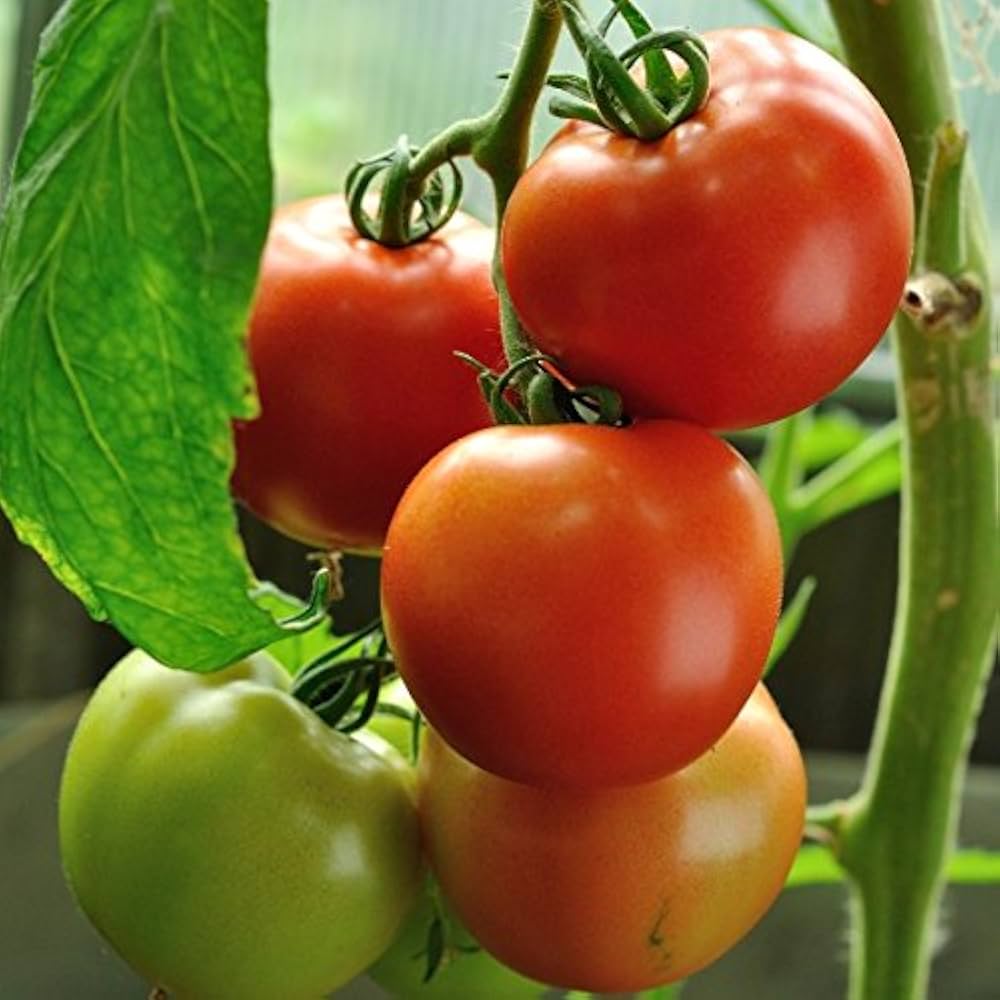 Garden Tomato Fruit - for planting in home garden
